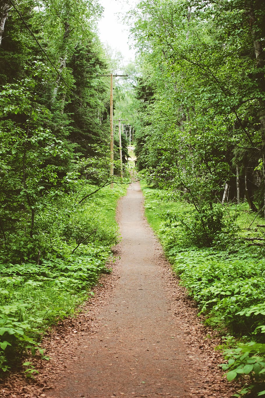 trees, path, telephone poles, green, plant, direction, the way forward HD wallpaper
