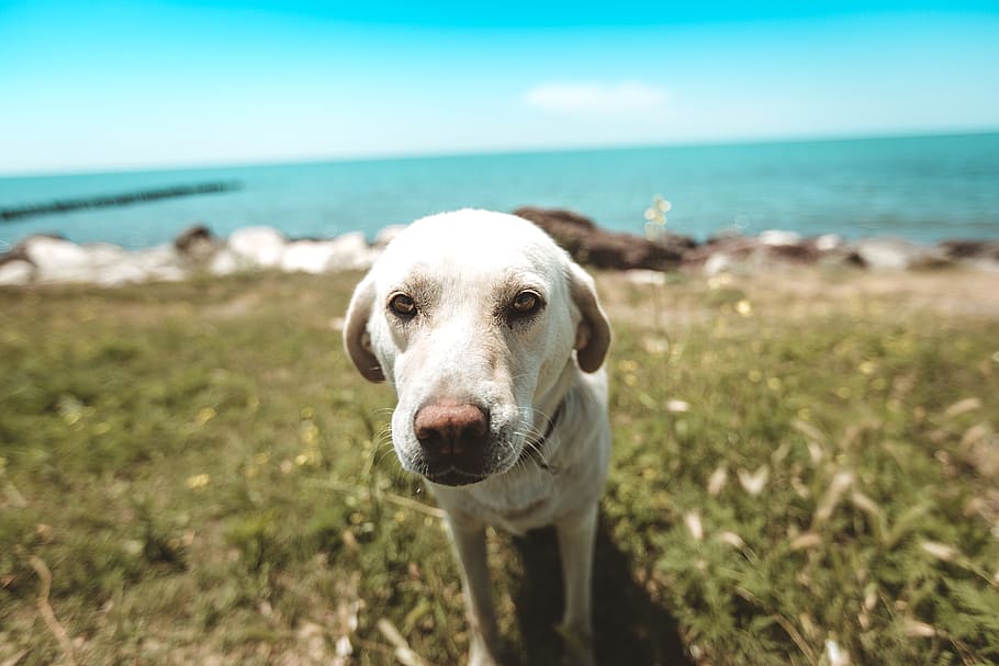 Close-Up Photo of Dog, adorable, animal, animal photography, blur, HD wallpaper