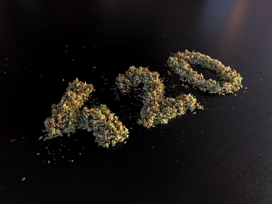 austria, vienna, marijuana, tree, weed, 420, ganja, cannabis HD wallpaper