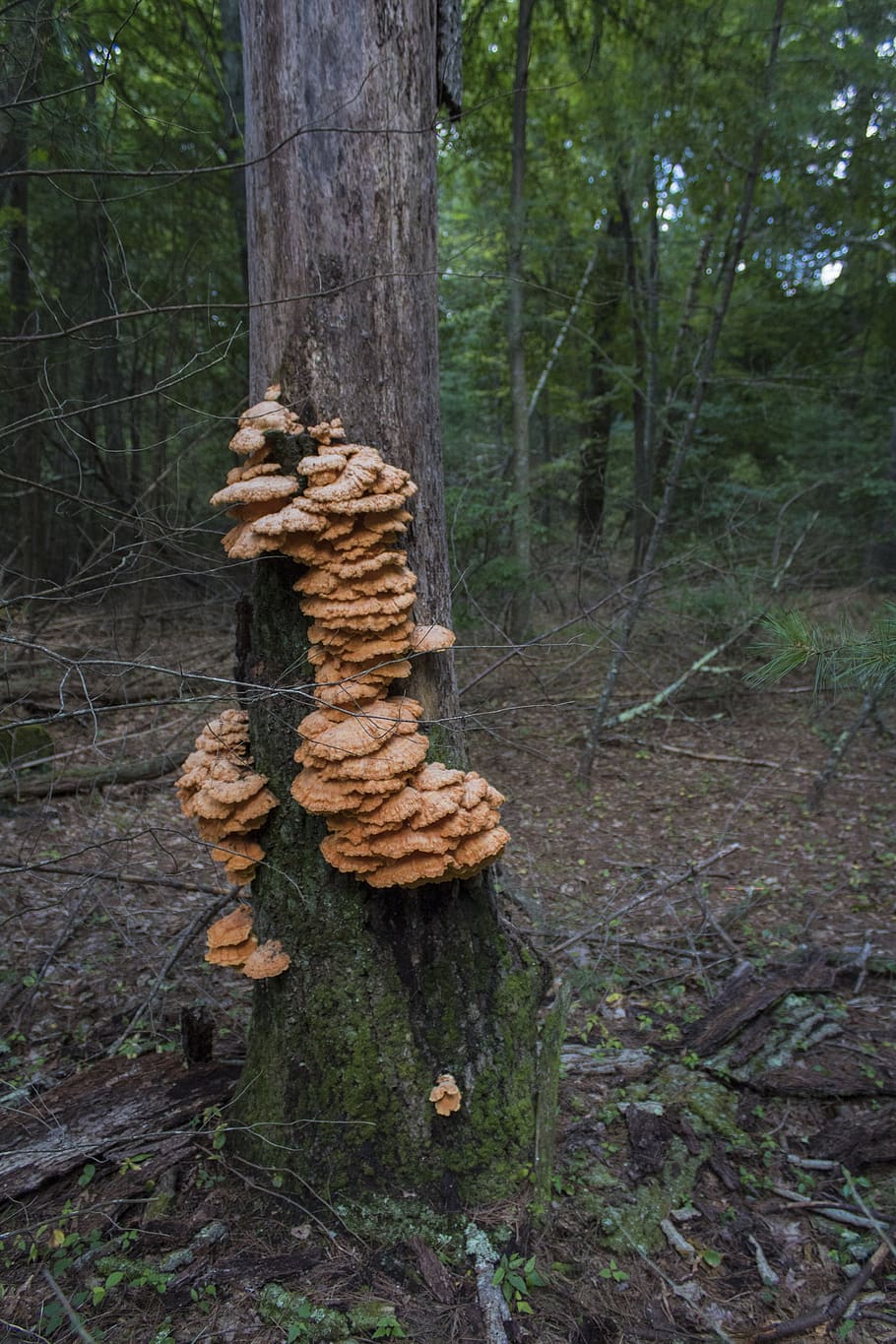 mushroom, forest, orange, wild, mycopenia, growth, woods, tree HD wallpaper