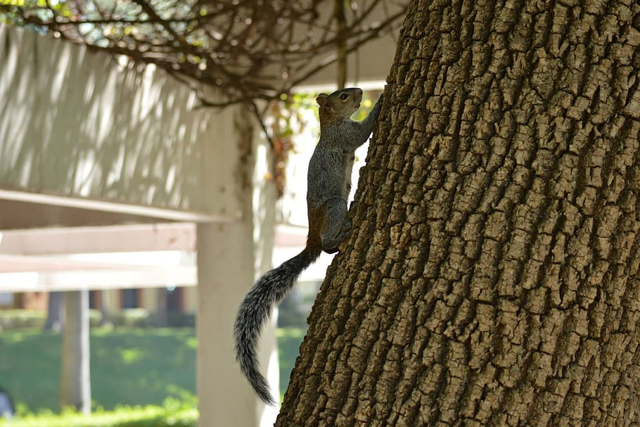 squirrel, tree, nature, guadalajara, mexico, day, coffee, animal HD wallpaper