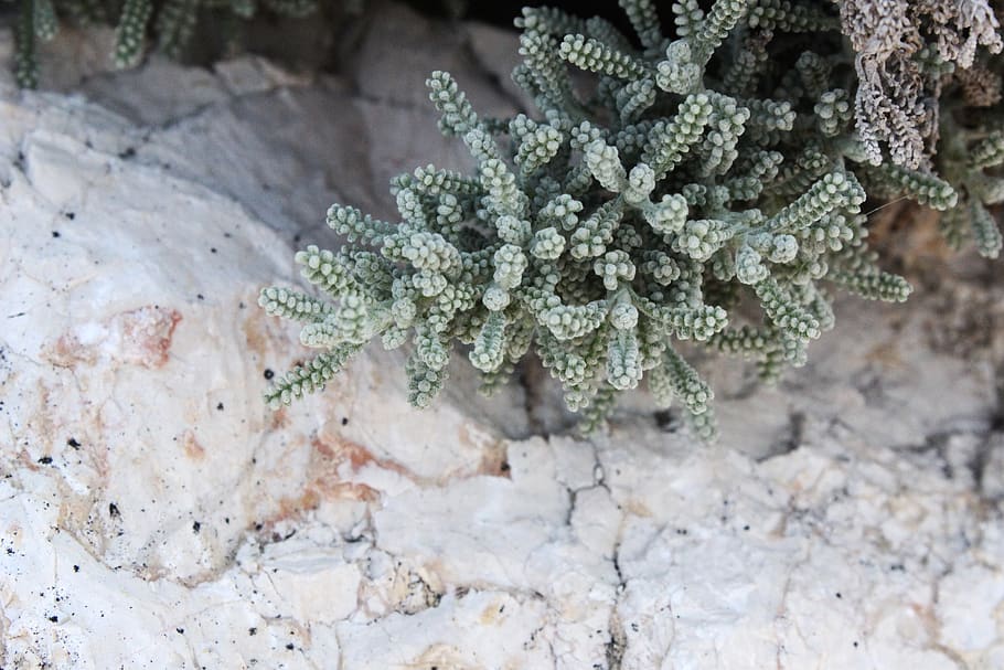 green-leaf plant, outdoors, water, animal, sea life, nature, reef HD wallpaper