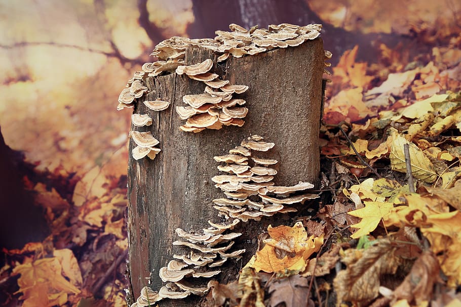 fall, nature, wood, tree, leaf, wooden, forest, fungi, mushrooms HD wallpaper