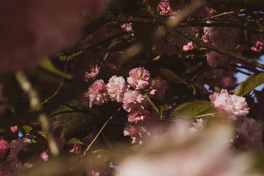 pink multipetaled flower, flowering plant, freshness, fragility HD wallpaper