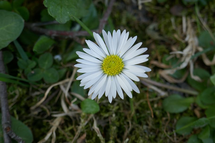 daisy, flower, spring, bloom, white, nature, daisies, blossom HD wallpaper