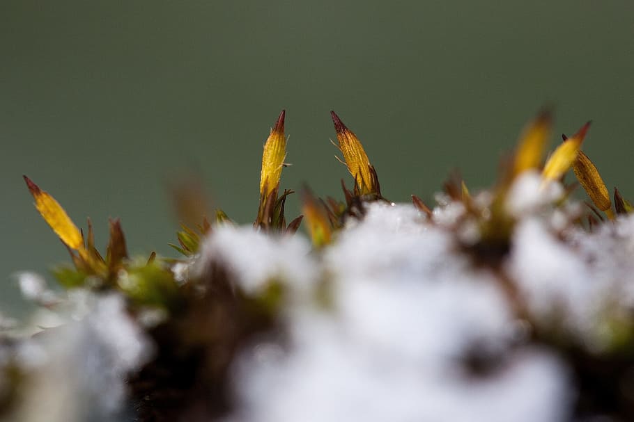 closeup, winter, ice, snow, plant, green, fresh, nature, frozen HD wallpaper