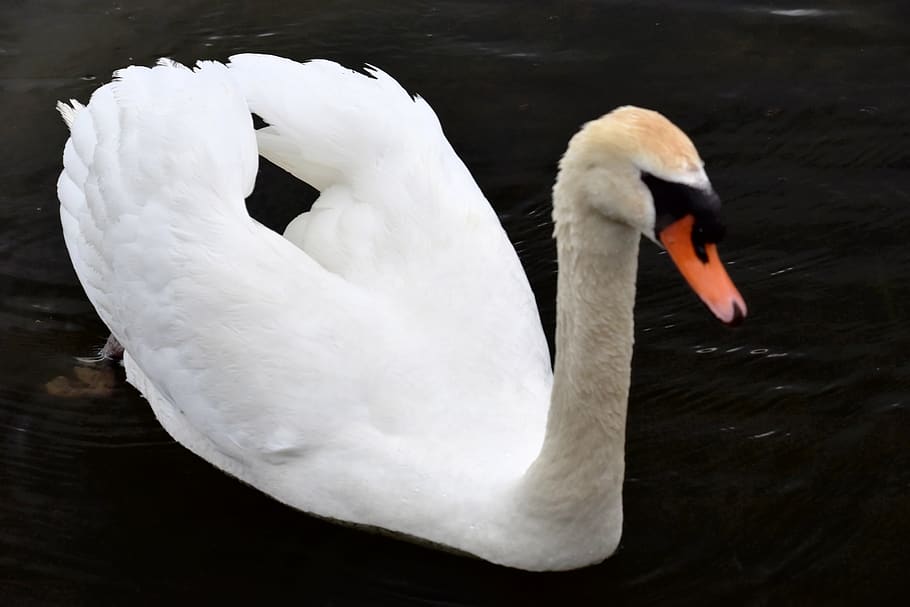 canada, toronto, animal themes, swan, animals in the wild, bird HD wallpaper