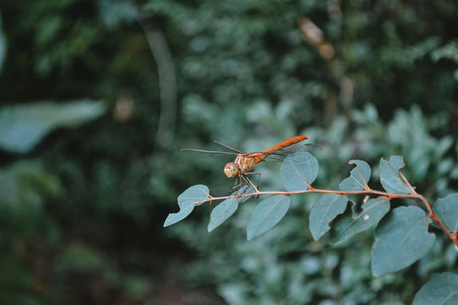 dragon-fly, insect, nature, one animal, animals in the wild HD wallpaper