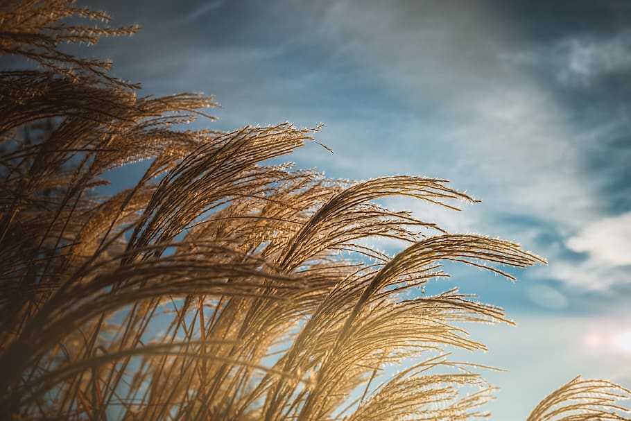 grass, sunset, landscape, evening, dawn, grasses, dusk, summer HD wallpaper