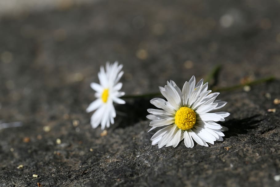 daisy, spring, blossom, bloom, close up, white, flower, flowering plant HD wallpaper