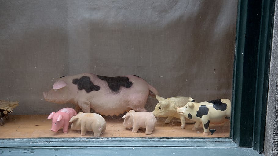mammal, animal, no people, pig, food, animal themes, food and drink HD wallpaper