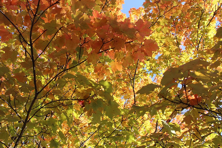 fall, colors, red, orange, yellow, trees, nature, maple, leaves HD wallpaper