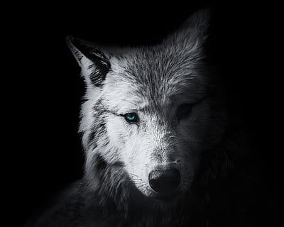 HD wallpaper: wolf, mammal, gray wolf, wildlife, face, head, fur ...