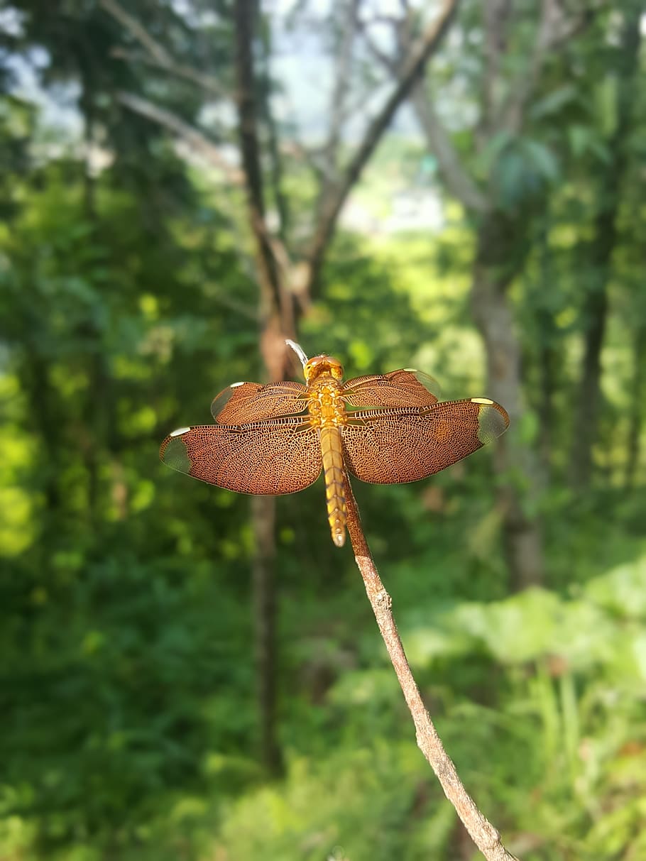 dragonfly, insect, camouflage, plant, focus on foreground, growth HD wallpaper