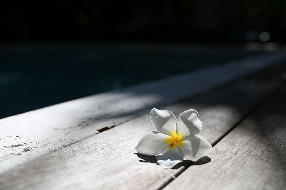 copy sopace, simplicity, optimisic, happy, white plumerium HD wallpaper