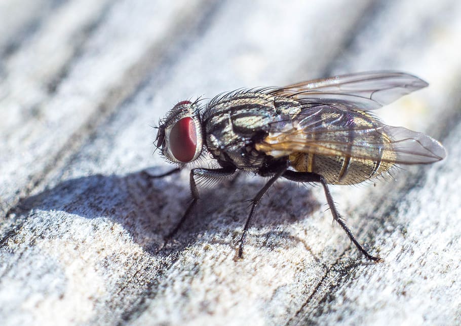 fly, close up, macro, animal, insect, nature, flying, summer HD wallpaper