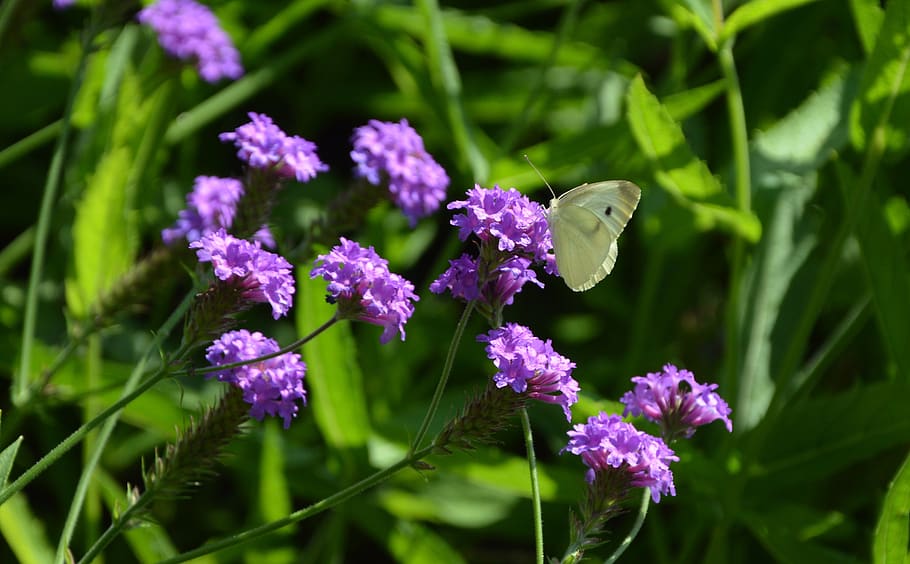 butterfly, flowers, summer, nature, insect, white, food, food intake, HD wallpaper