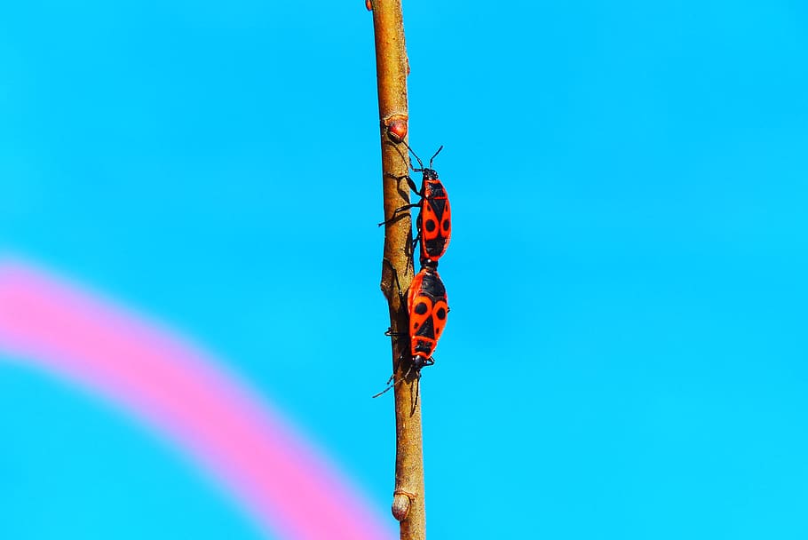 two kissing bugs on stem, animal, invertebrate, insect, nature HD wallpaper