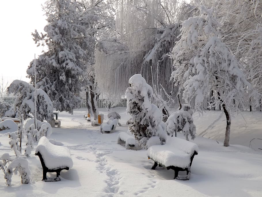 winter, park, nature, snow, ice, tree, cold temperature, white color HD wallpaper