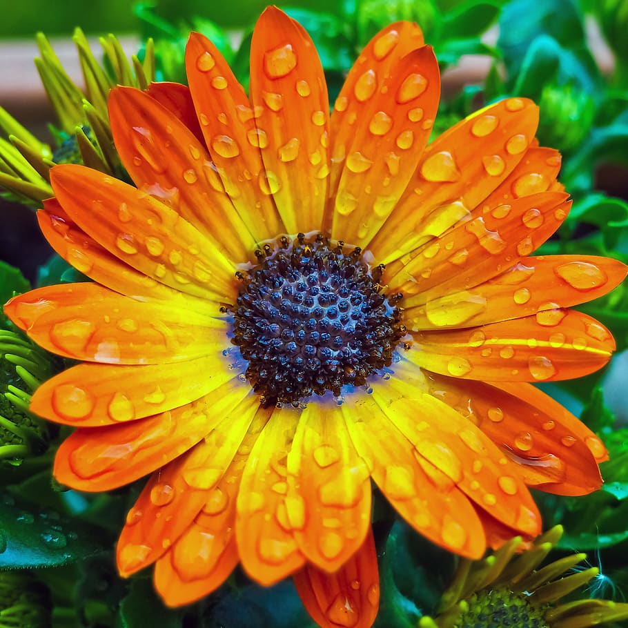 Orange African Daisy Flower in Close-up Photography, beautiful HD wallpaper
