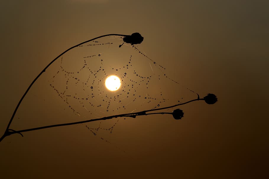 sunrise, spider web, drops, water, dew, plant, caught, in the morning HD wallpaper