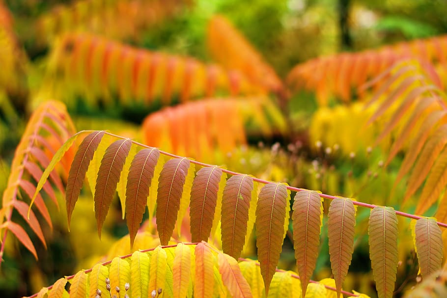 leaves, autumn, bokeh, colorful, mood, nature, fall foliage HD wallpaper