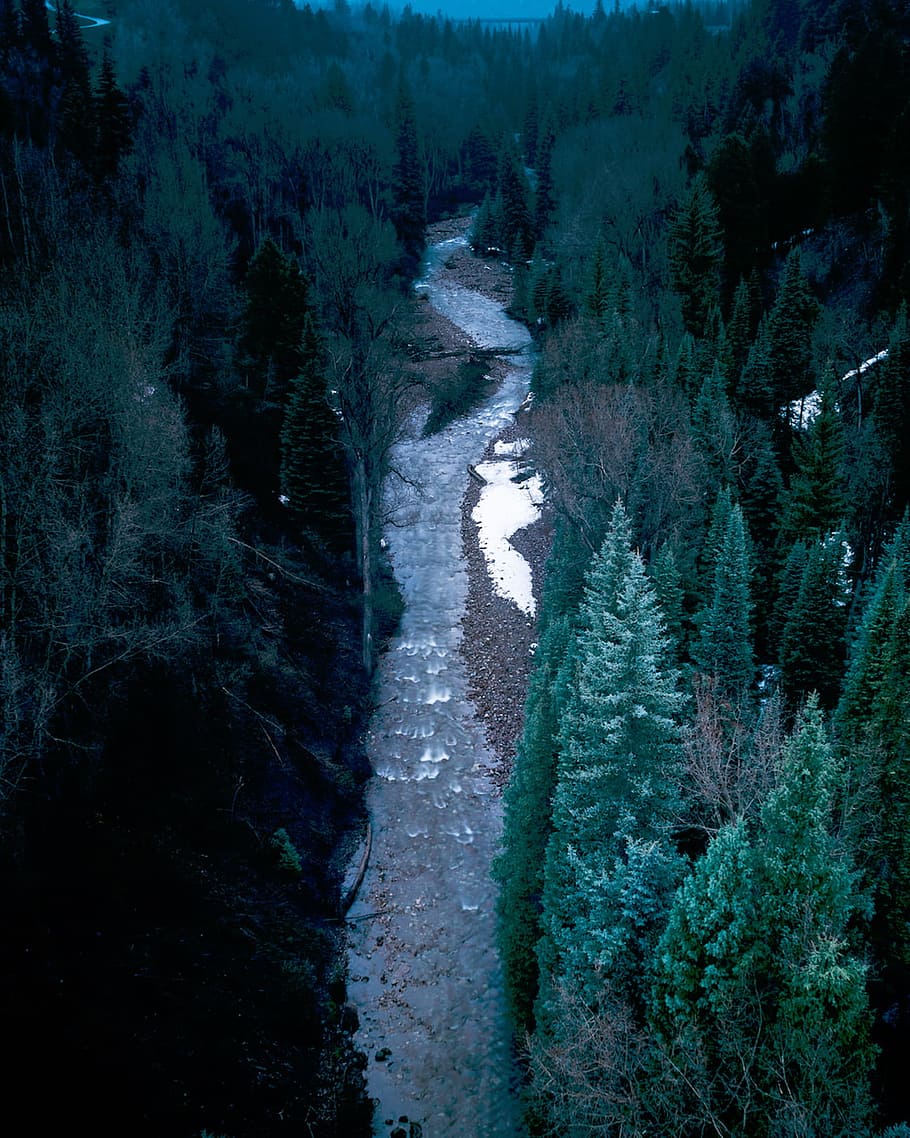 nature, forest, trees, water, river, stream, land, green, plant HD wallpaper