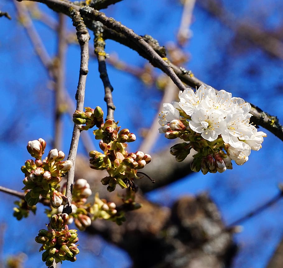 cherry tree, blossom, bloom, bud, spring, branch, flower, flowering plant HD wallpaper
