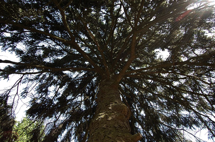 tree, plant, tree trunk, pine, abies, fir, conifer, tall, nature HD wallpaper