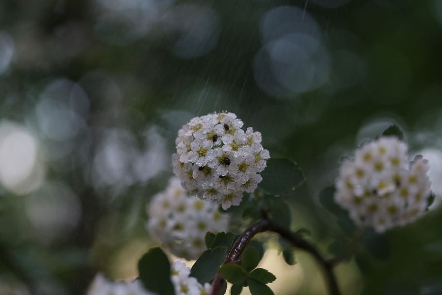 flower, tree, spring, white, branch, supplies, bud, growth HD wallpaper