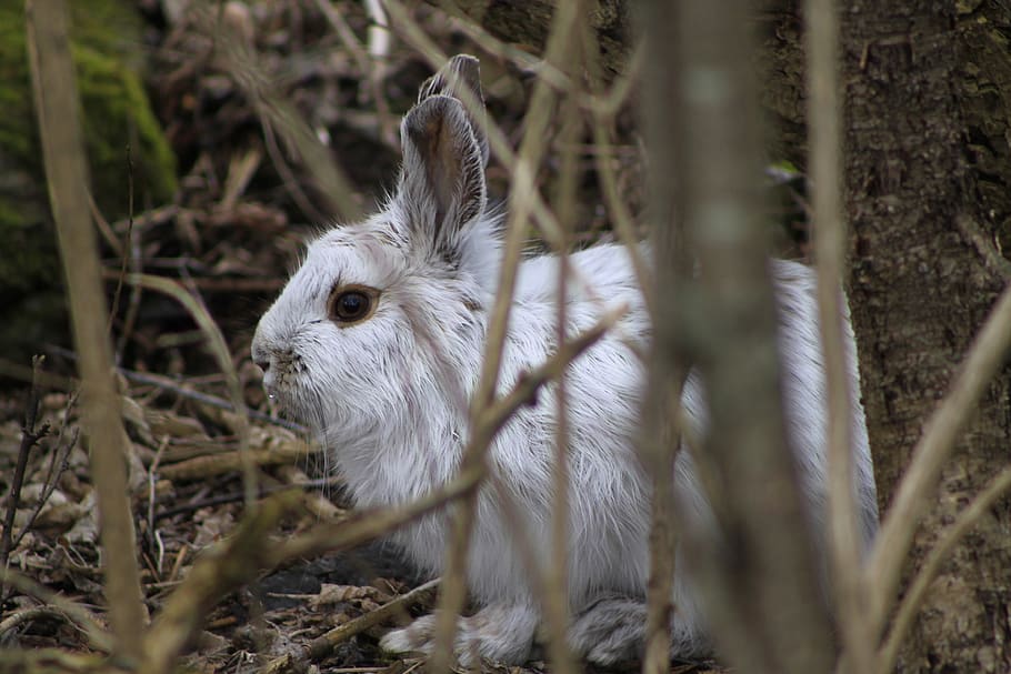 canada, rabbit, bunny, rabbits, animal themes, one animal, mammal HD wallpaper