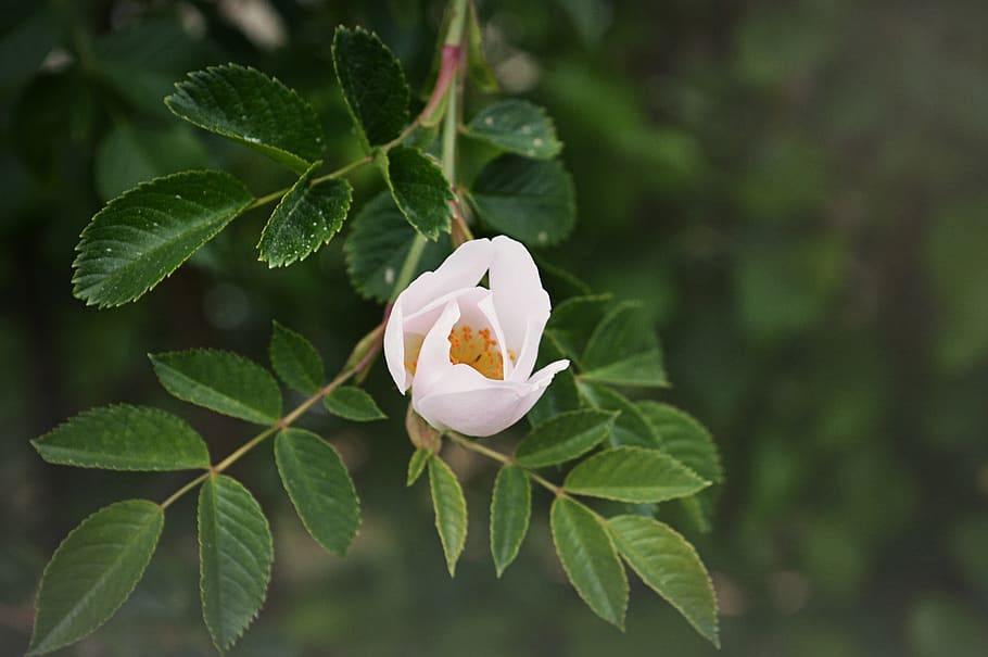 apple blossom, apple tree, fruit trees, flowers, leaf, flourished HD wallpaper