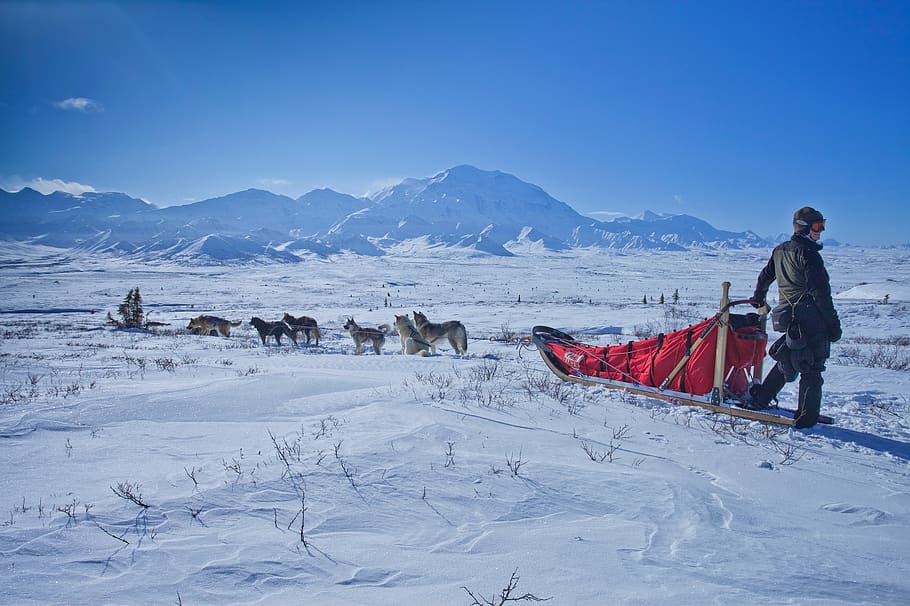 Man Standing Beside Sleigh, adventure, alaska, alpine, cold, dogs HD wallpaper