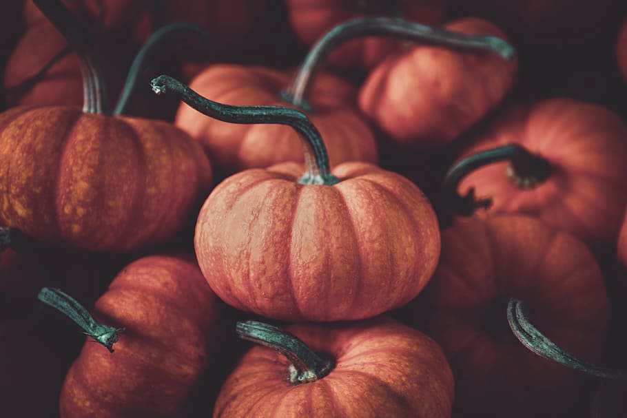orange pumpkin, autumn, halloween, fall, farm, farmers market, HD wallpaper