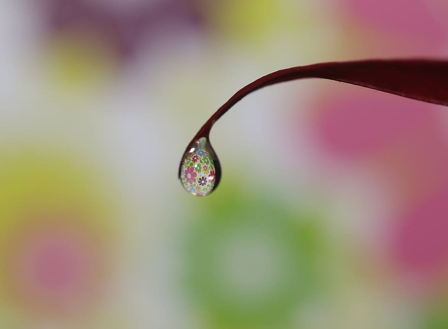 drop, water, macro, refractive, coloring, close-up, plant, beauty in nature HD wallpaper