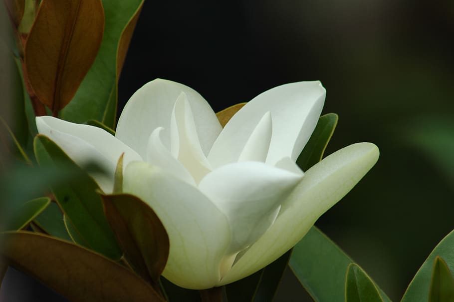 nature, flora, flower, leaf, beautiful, garden, summer, magnolias HD wallpaper