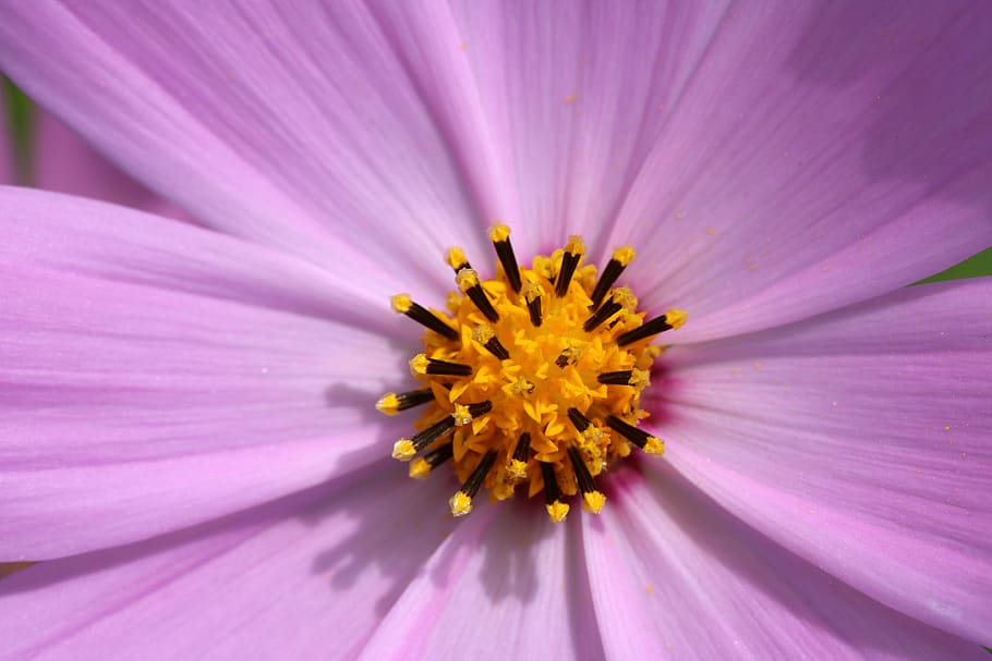 cosmos, light, sky, nature, autumn, outdoor, flowers, tabitha HD wallpaper
