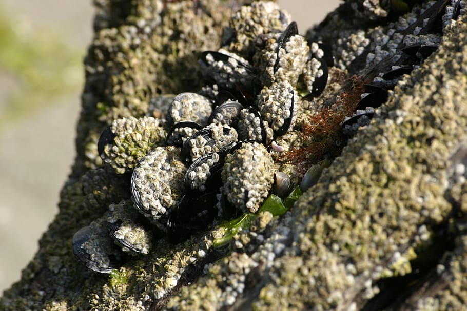mussels, shells, sea, algae, close-up, no people, selective focus HD wallpaper