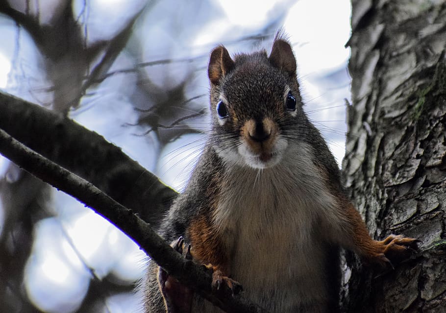 squirrel, tree, nature, landscape, green, trees, water, sky HD wallpaper