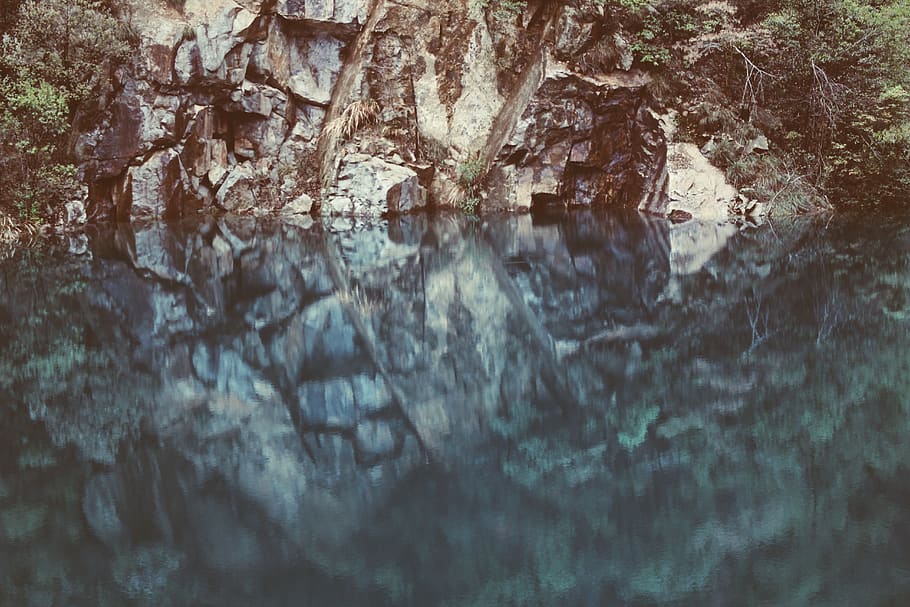 tree, plant, no people, water, nature, day, tranquility, beauty in nature HD wallpaper