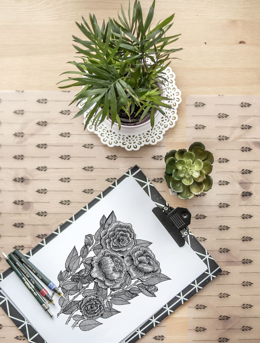 Flower Sketch Near Succulent Plant, art, clipboard, composition HD wallpaper