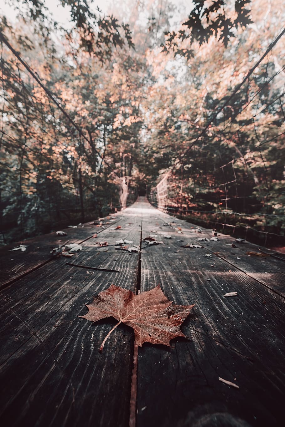brown maple leaf, bridge, tree, railing, leaves, autumn, fall