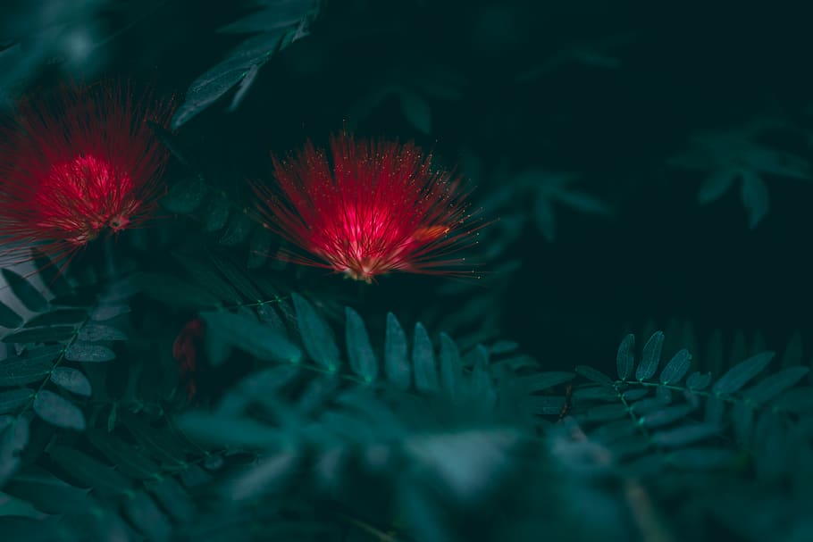 selective focus photography of red flower, plant, blossom, leaf