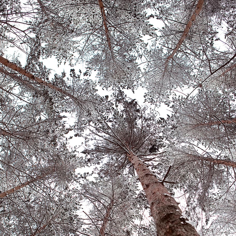 tree, winter, wintertime, outdoor, closeup, cold, snowy, natural HD wallpaper