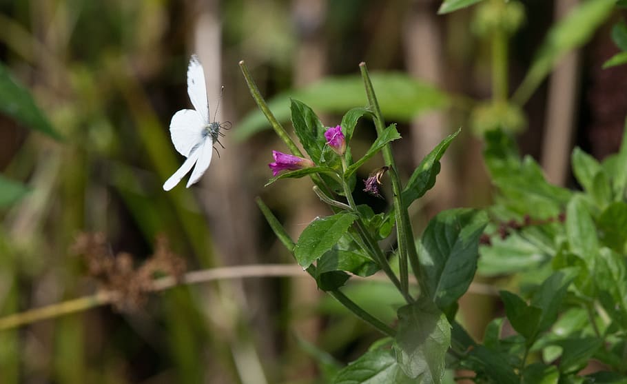 butterfly, white, insect, flower, fauna, plant, growth, flowering plant HD wallpaper