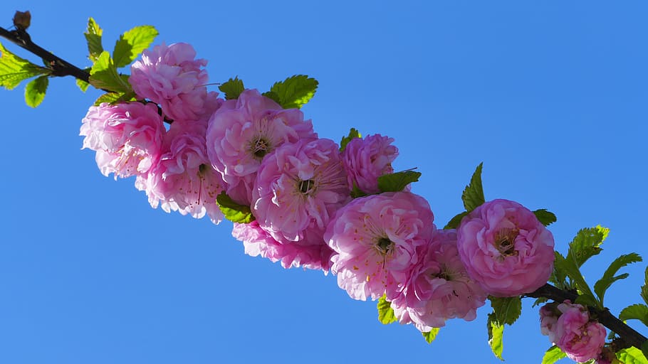 tonsil, flowers, spring, april, pink, tree, almond, flourishing, HD wallpaper