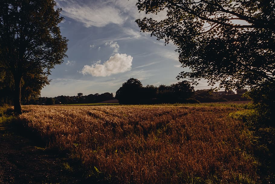 Brown Grass Field, cereals, wheat, tree, plant, sky, landscape HD wallpaper