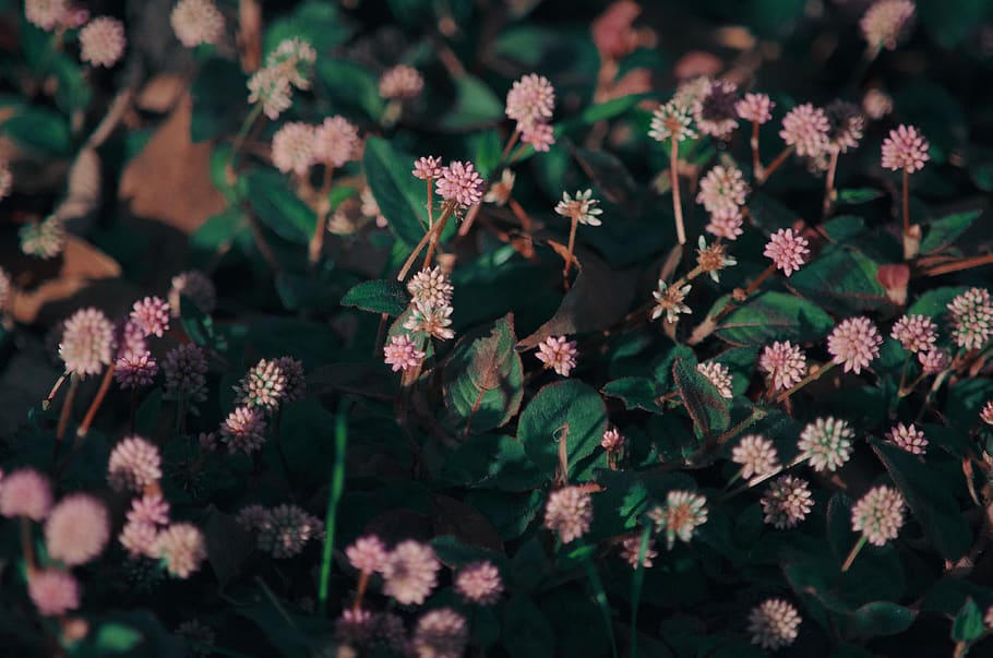 plant, blossom, flower, apiaceae, acanthaceae, pottery, jar HD wallpaper