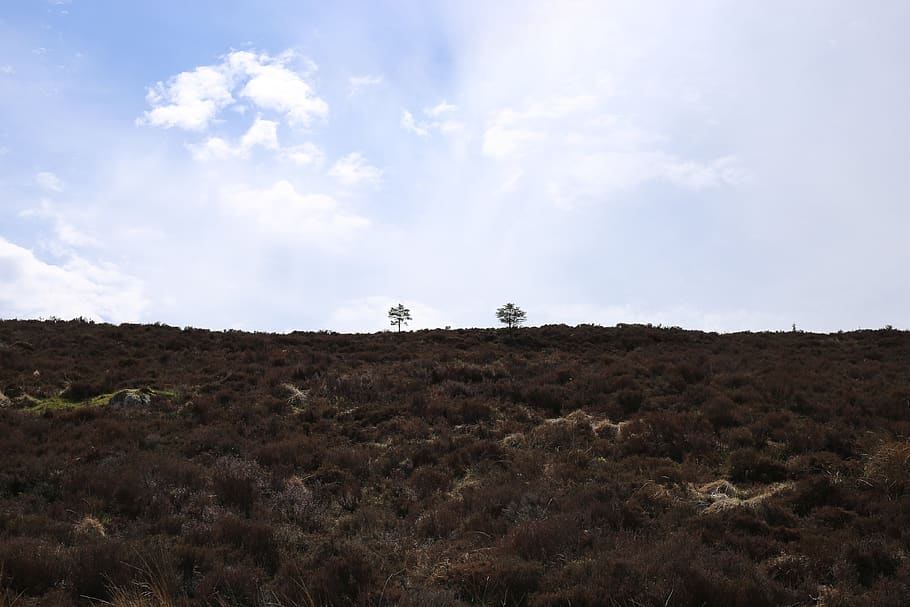 trees, nature, outside, landscape, field, clouds, hiking, sky HD wallpaper