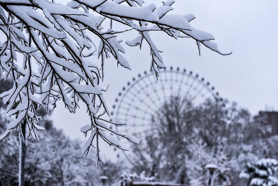 snow, winter, nature, tree, cold temperature, plant, focus on foreground HD wallpaper